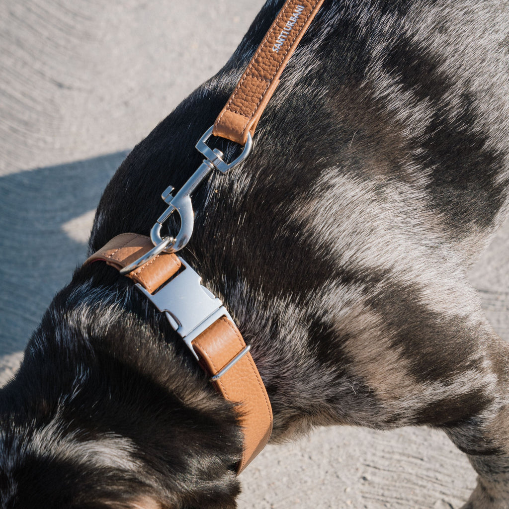 Kit passeggiata | Collare | Guinzaglio | Portasacchetti -10%