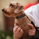 Kit passeggiata | Collare | Guinzaglio | Portasacchetti -10%